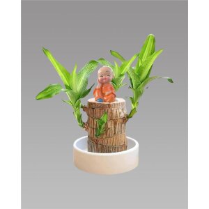 Brazilian Lucky Wood, Mini Home Plant Decorations